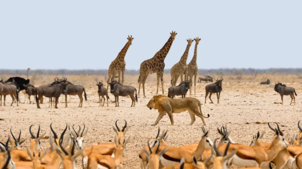Safari